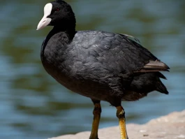 COOT Stock's Insane 365% Jump: What's Behind It and Why I'm Not Buying It